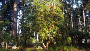 Red Rhododendron in Masko Park