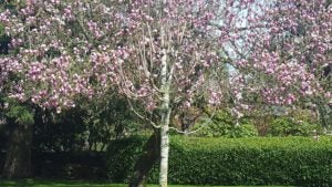 Pink Flowering Tree in park