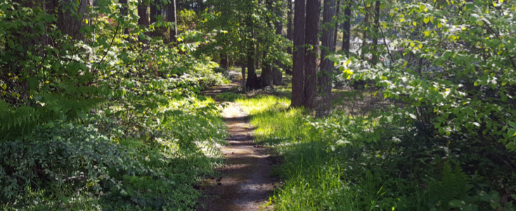 Trail at Masko Park