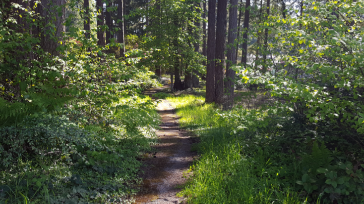 Trail at Masko Park