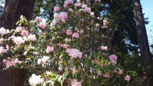 Pink Rhododendron