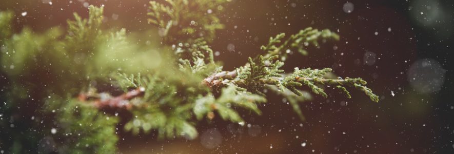 Evergreen branch with snow